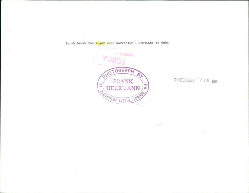 Sugarcane - Vintage Photograph