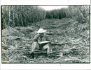 Sugarcane - Vintage Photograph