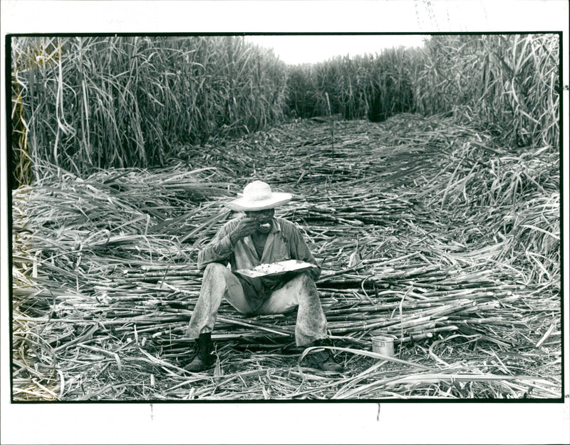 Sugarcane - Vintage Photograph