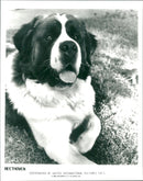 Beethoven film - Vintage Photograph