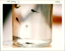 tadpoles - Vintage Photograph