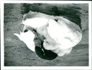 Swans - Vintage Photograph