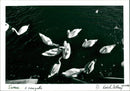 Swans at Seagalls - Vintage Photograph
