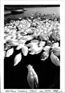 Swans - Vintage Photograph