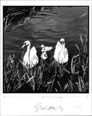 Swans - Vintage Photograph