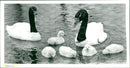 Swans - Vintage Photograph