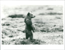 The Bear - Vintage Photograph