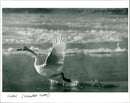 Whooper Swans - Vintage Photograph