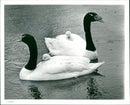Swans - Vintage Photograph