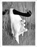 Swans - Vintage Photograph