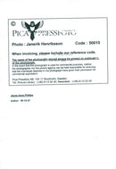 Jayne Anne Phillips - Vintage Photograph