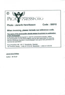 Jayne Anne Phillips - Vintage Photograph